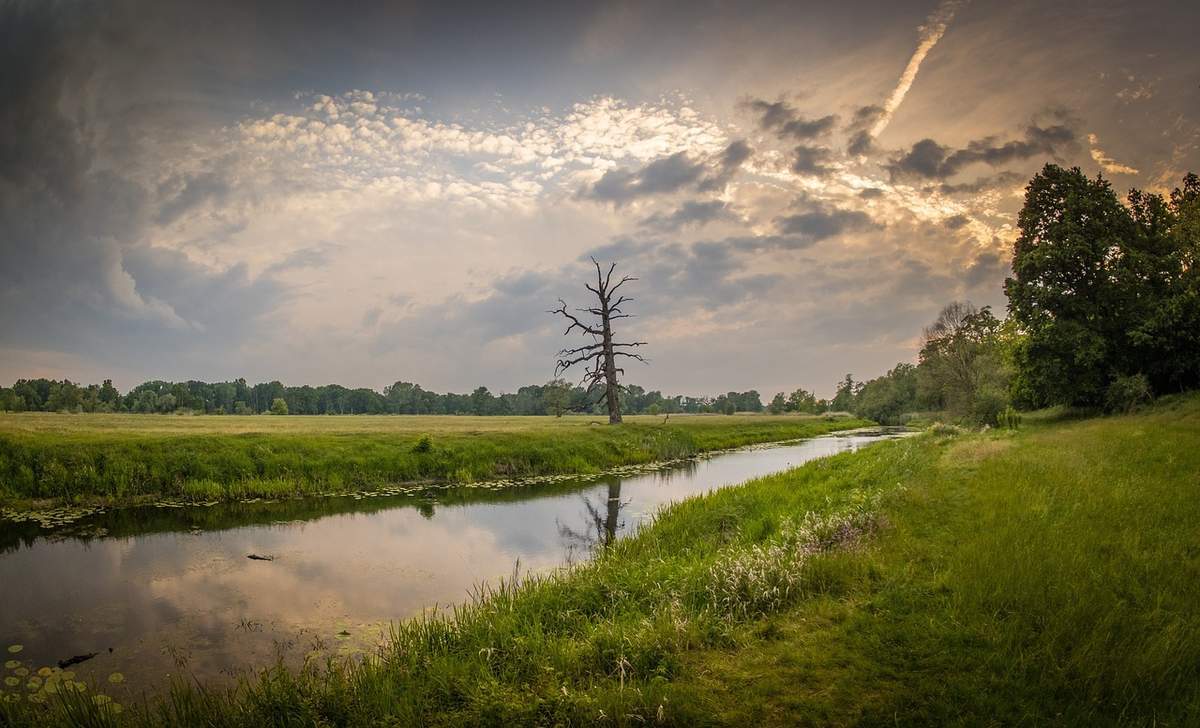  dry-tree-5265837_1280 (1).jpg